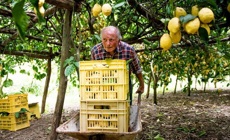 FAO, la delegazione cinese in visita ai limoneti dell’Azienda Agricola Salvatore Aceto di Amalfi